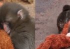 Macaco “adota” pelúcia após ser rejeitado pela mãe em zoológico no Japão
